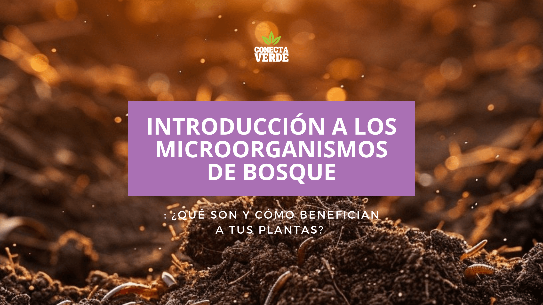 INTRODUCCIÓN A LOS MICROORGANISMOS DE BOSQUE ¿QUÉ SON Y CÓMO BENEFICIAN A TUS PLANTAS
