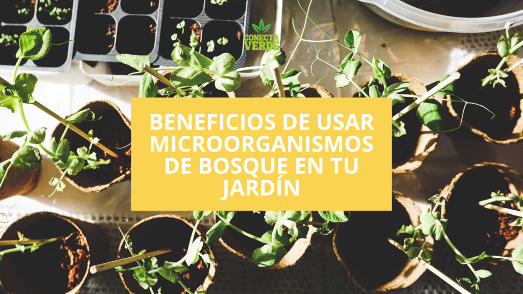 Beneficios de usar microorganismos de bosque en tu jardín