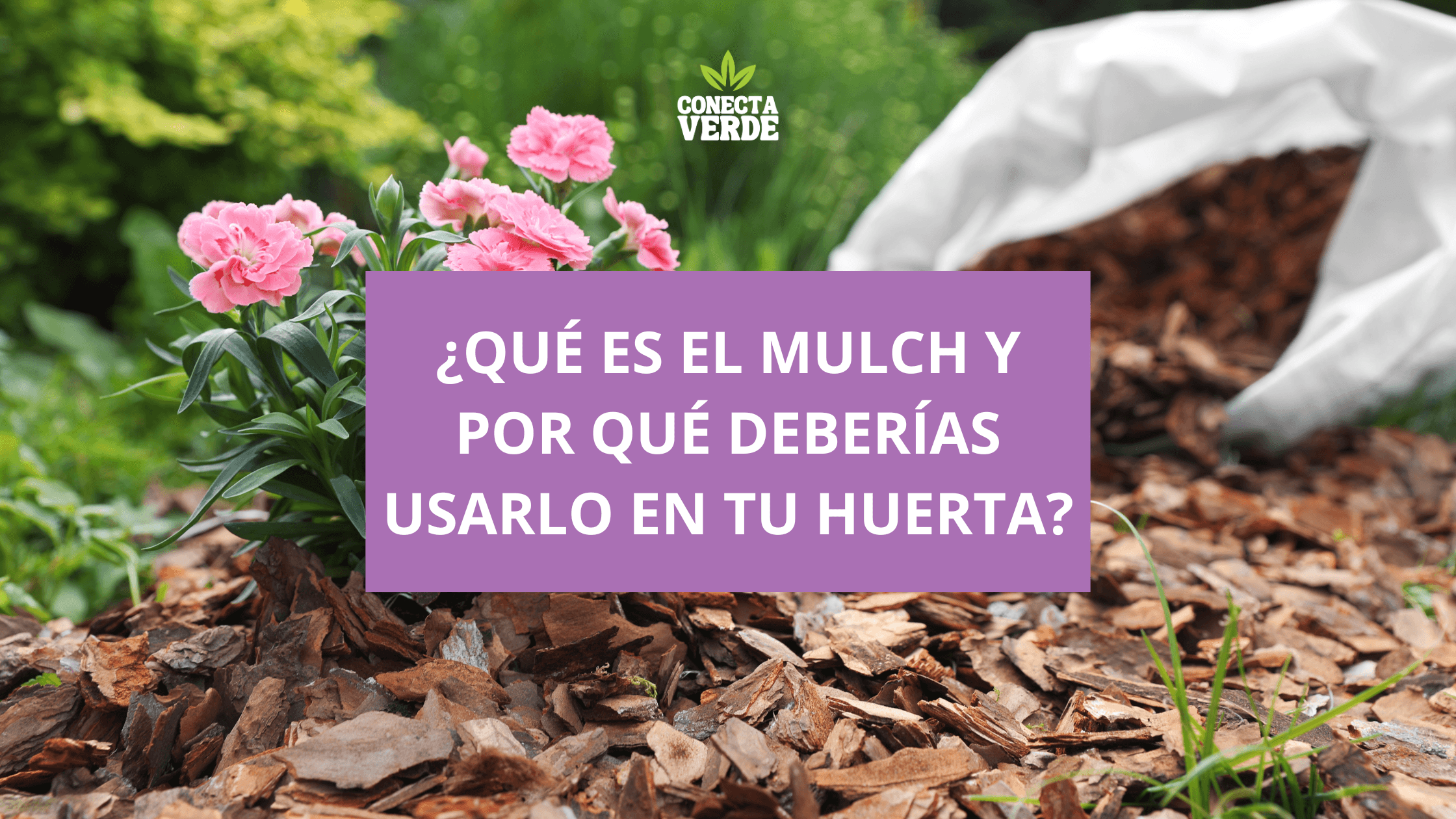 ¿Qué es el mulch y por qué deberías usarlo en tu huerta