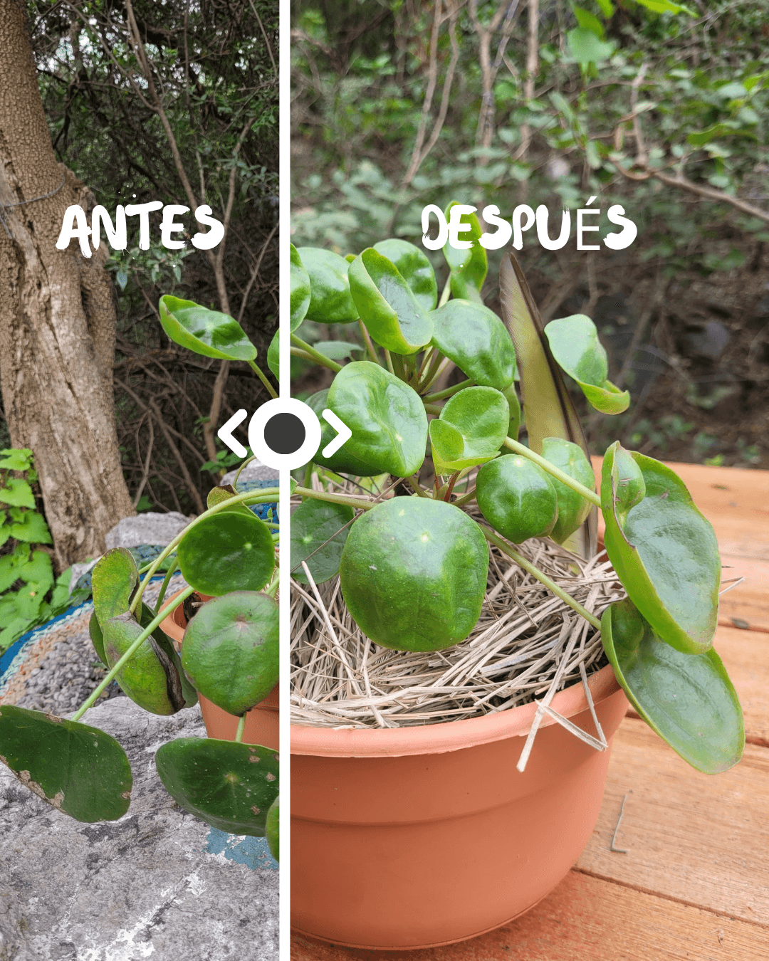 antes y después planta