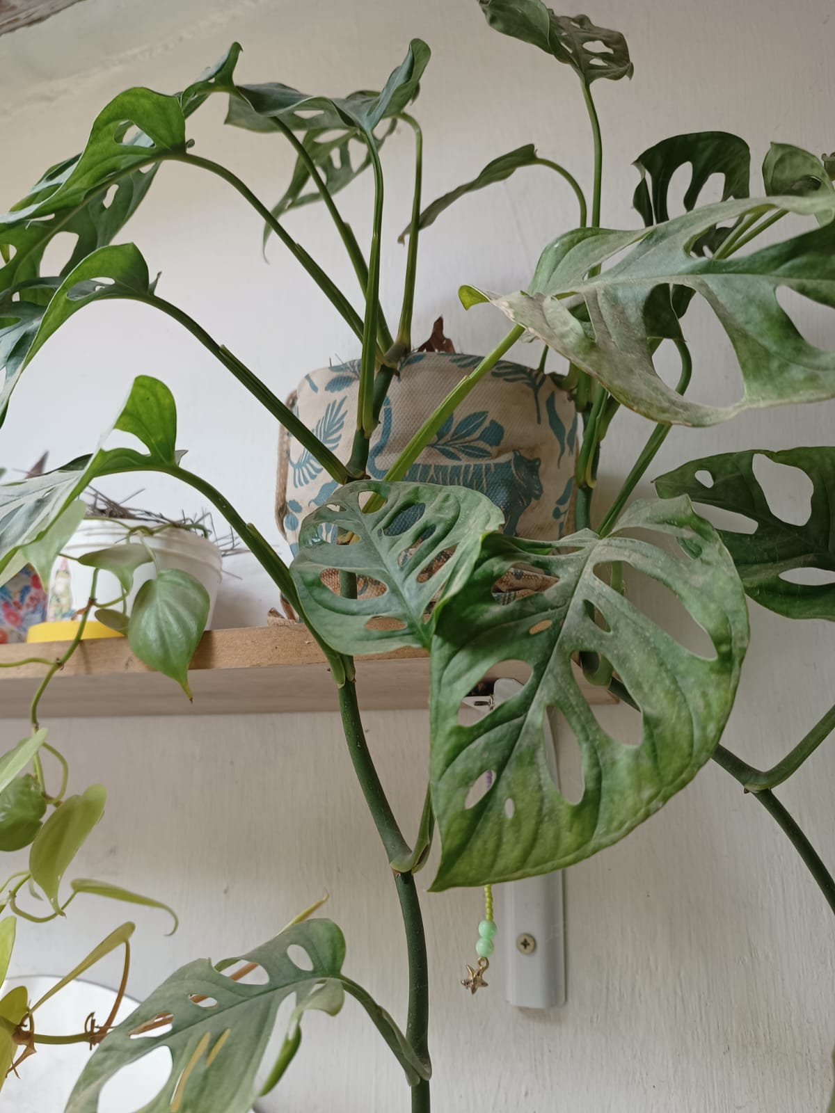 Monstera feliz
