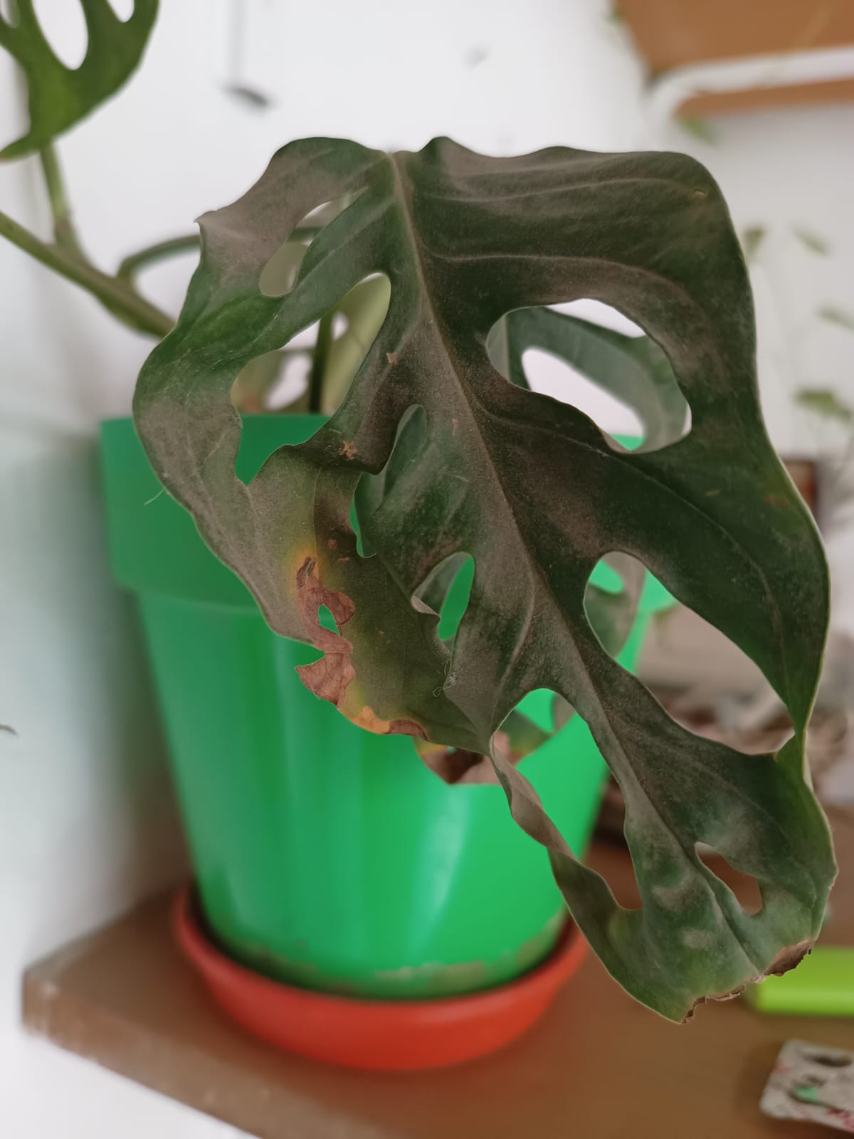 monstera